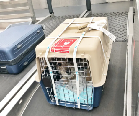 盐城宠物托运 宠物托运公司 机场宠物托运 宠物空运